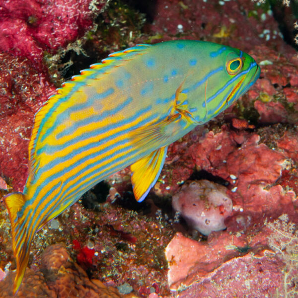 پولنی گروپر