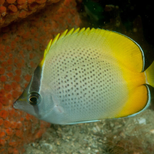 پروانه گانتر