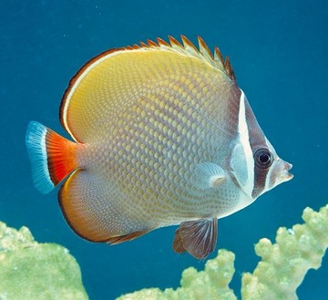 پروانه پاکستانی - تصویر 2