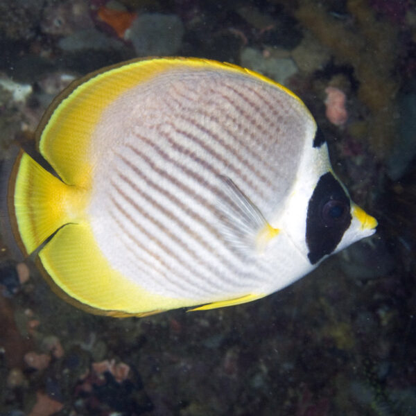 پروانه پاندا