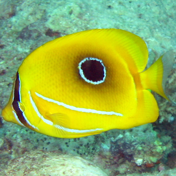 پروانه ماهی بنتی