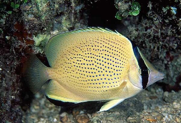 پروانه سیترون