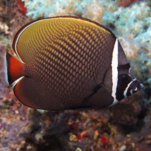 پروانه پاکستانی - تصویر 3