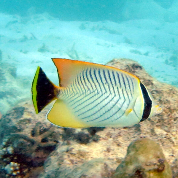 پروانه ماهی شورون