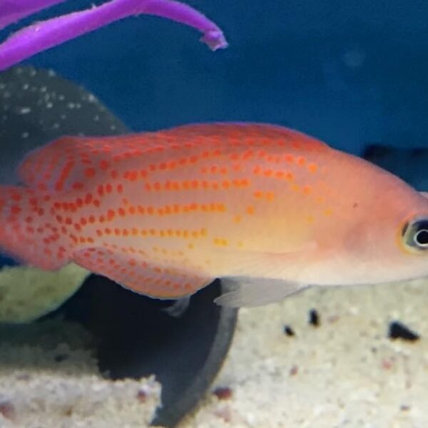 داتی بک پشت نقطه ای قرمز