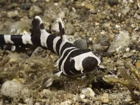 کوسه فرش قهوه ای