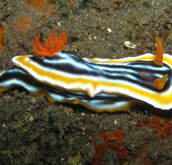 خرگوش ماهی چند رنگ