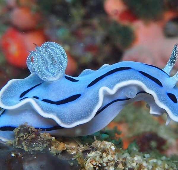 خرگوش دریایی