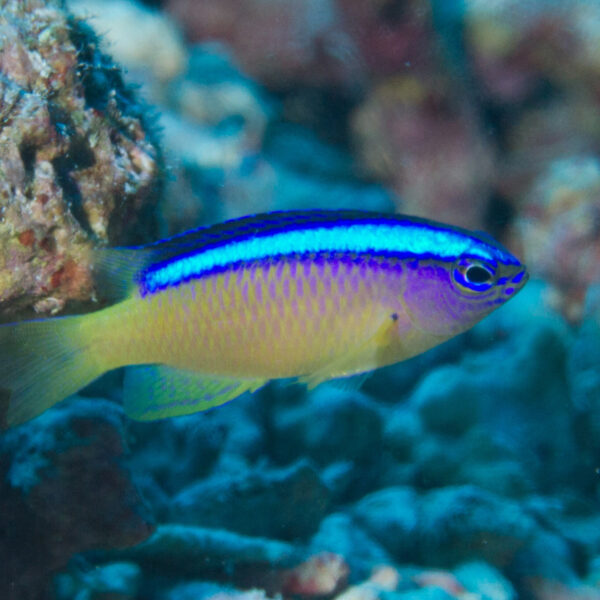 دامسل خط آبی زرد