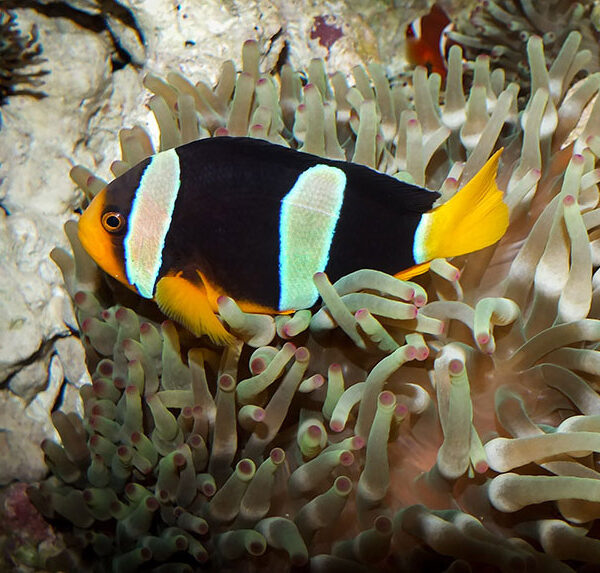 دلقک ماهی کلارکی