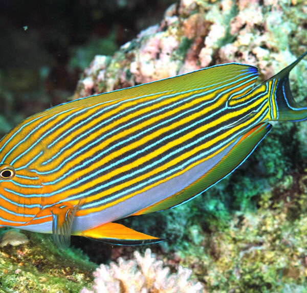 جراح ماهی دلقک