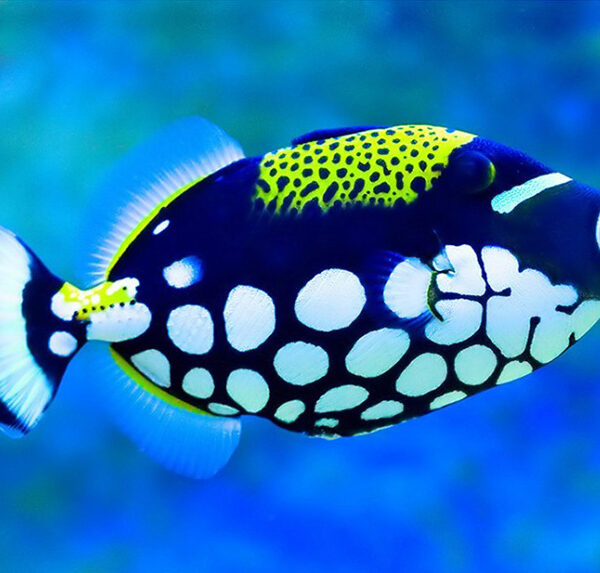 ماشه ماهی دلقک