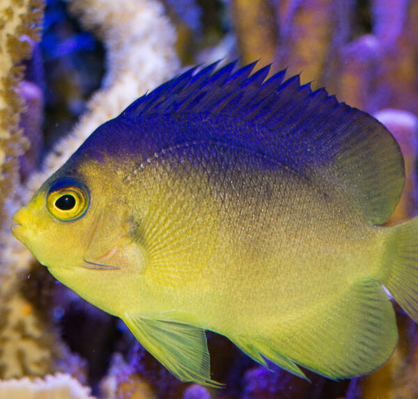 فرشته ماهی کولینی