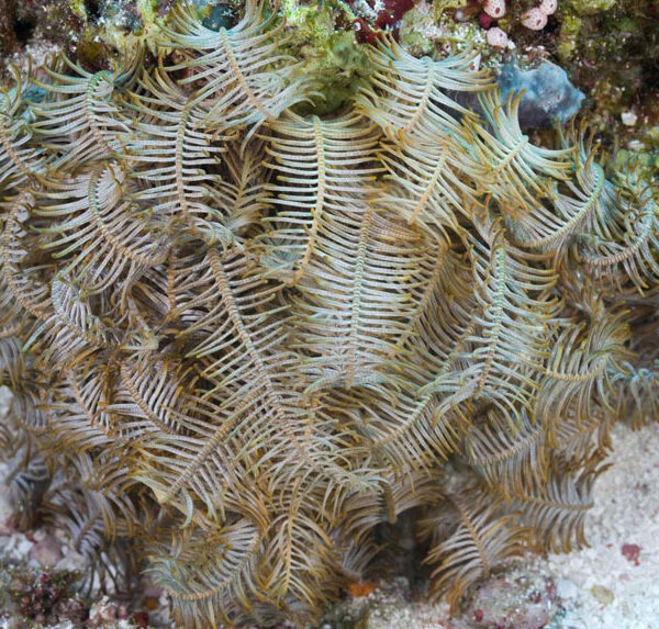 لاله دریایی زرد