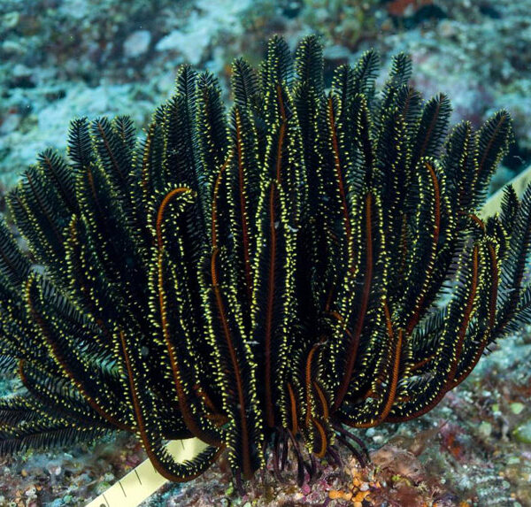 لاله دریایی سیاه و طلایی