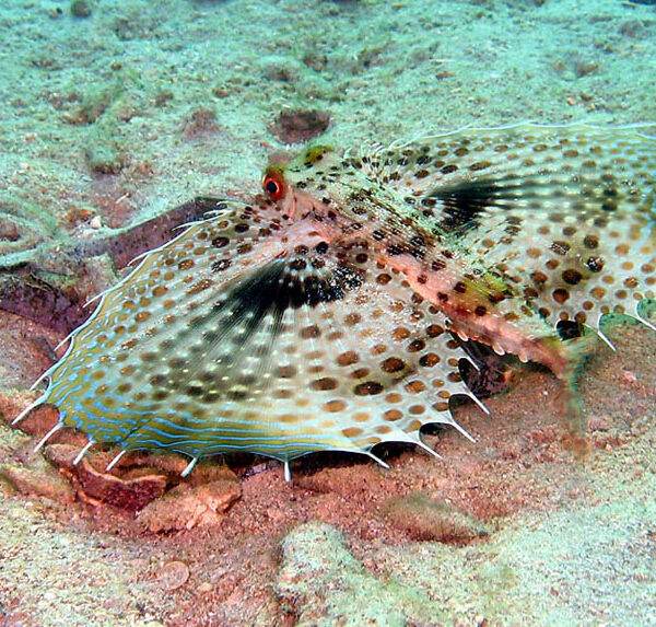 خروسک پرنده شرقی