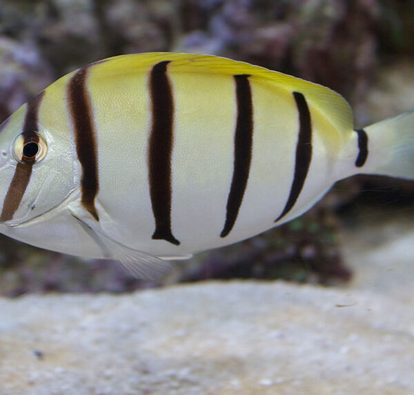 جراح ماهی زندانی