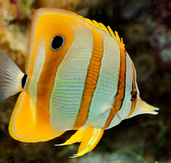 پروانه نوار مسی