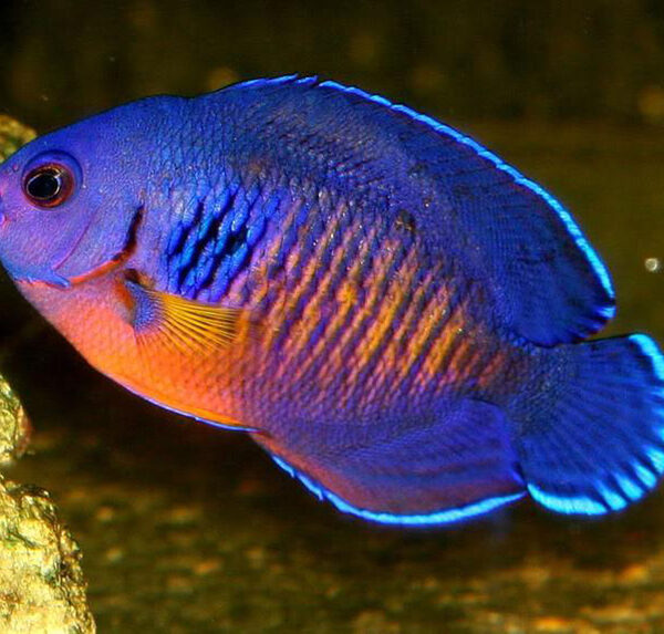 فرشته کورال بیوتی