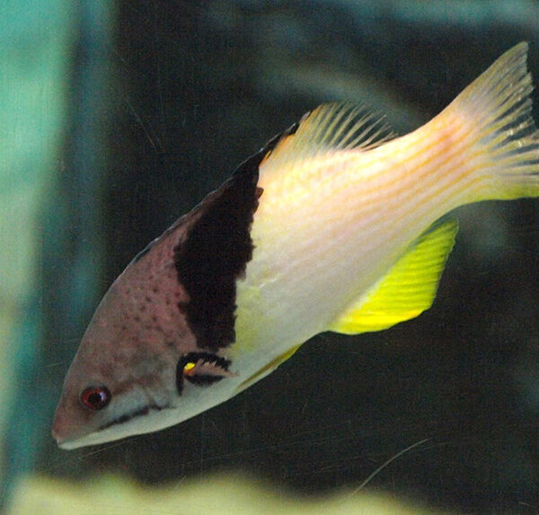 هاگ فیش کسوف