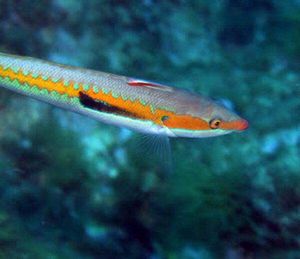 راس رنگین کمانی