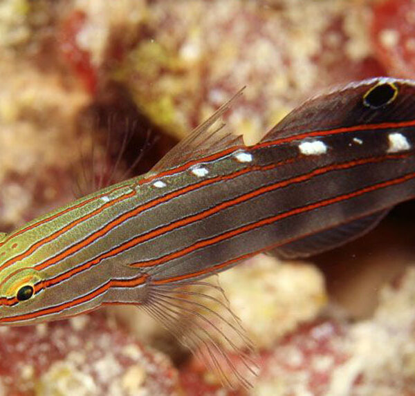 گابی رنگین کمانی