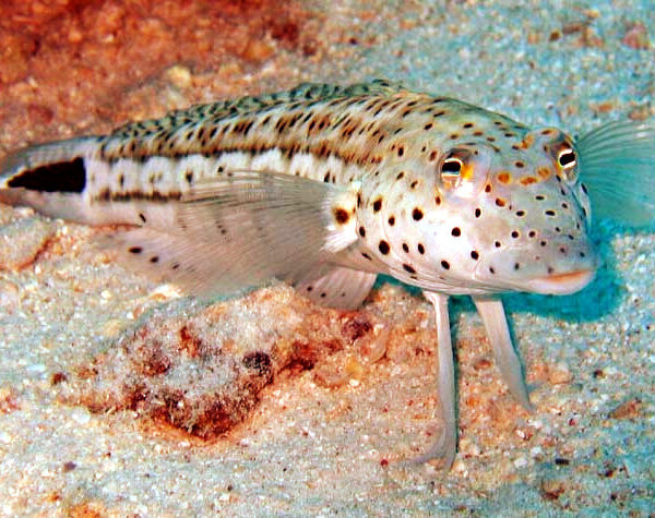 ویور تیز بینی