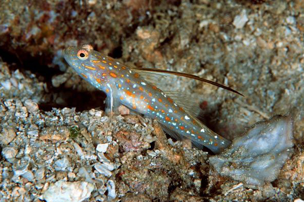 گابی تانگاروا