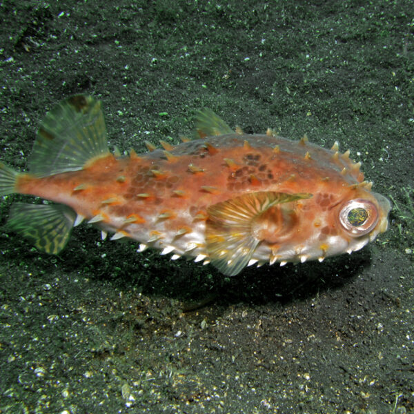 پافرفیش خارپشت