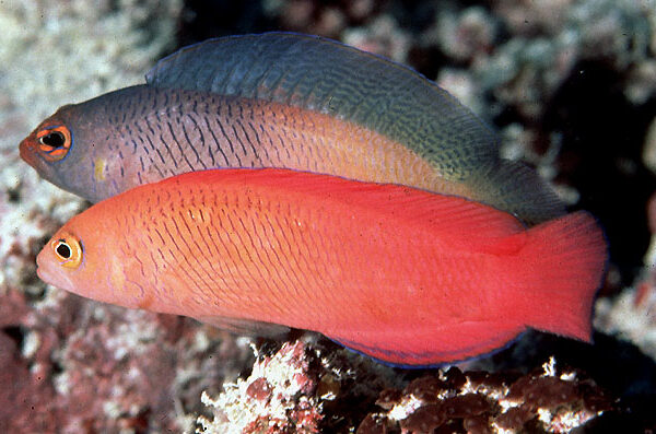 داتی بک قرمز و نارنجی