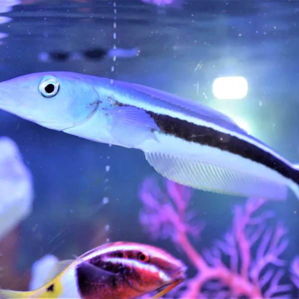 بلانکیلو آبی