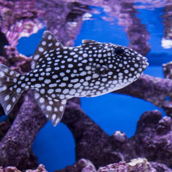 ماشه ماهی خشن