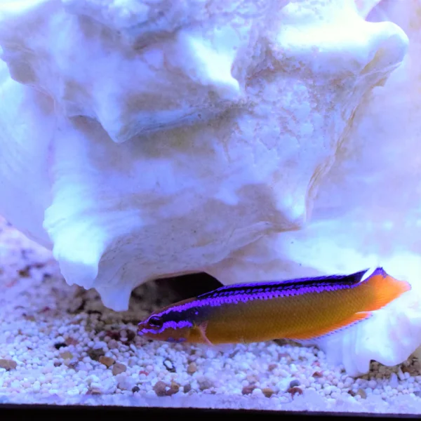 داتی بک راه راه آبی