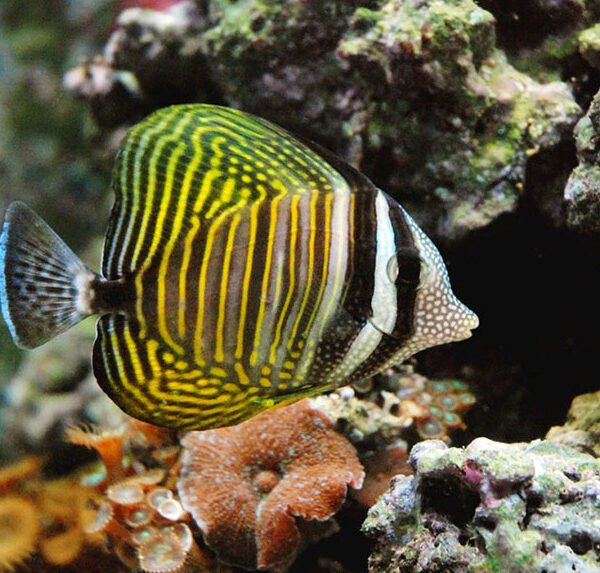 جراح ماهی بادبانی دسجاردینی