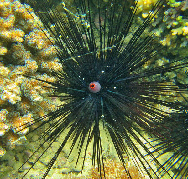 توتیای خار بلند سیاه