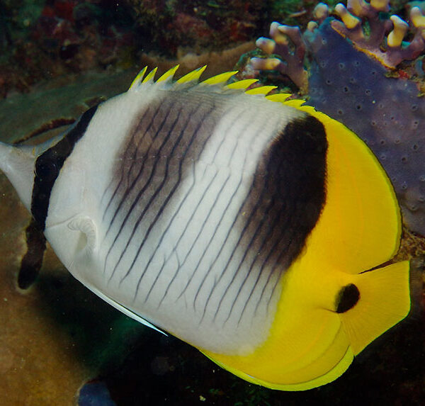 پروانه دو زین