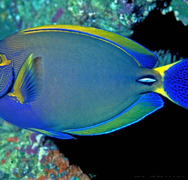 جراح ماهی دوسومری