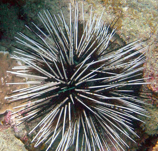 توتیای راه راه