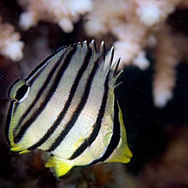 پروانه هشت خط