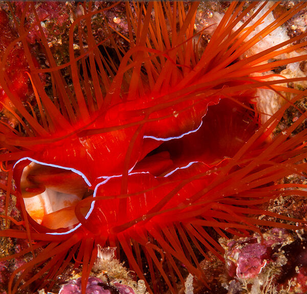 صدف اسکالوپ آتشین الکتریک