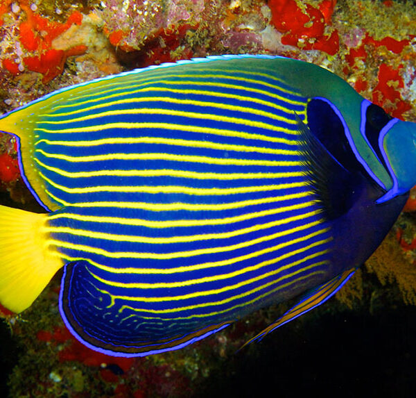 فرشته ماهی امپراطور