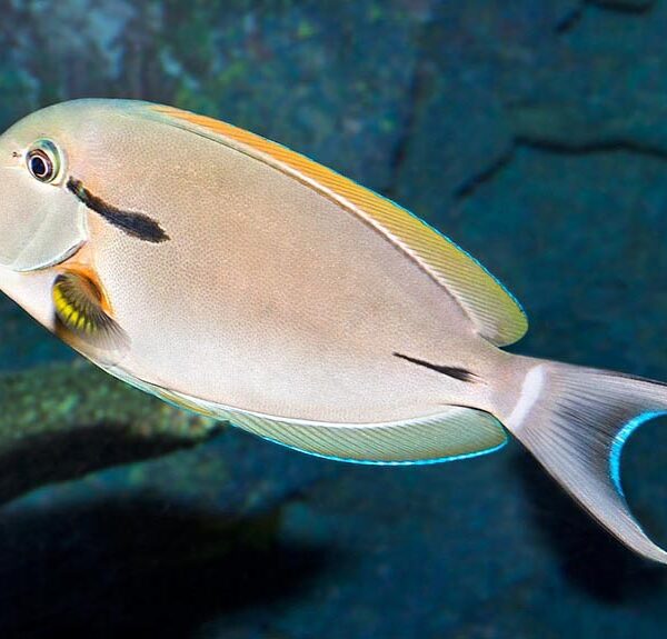 جراح ماهی شانه سیاه