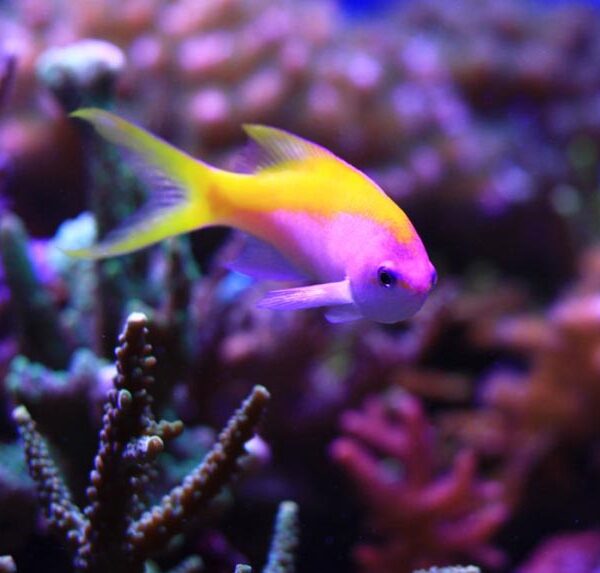 آنتیاس اوانسی