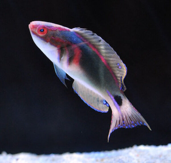 راس فرشته باشکوه