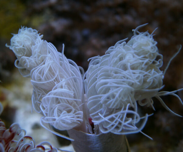 کرم کوکو سفید