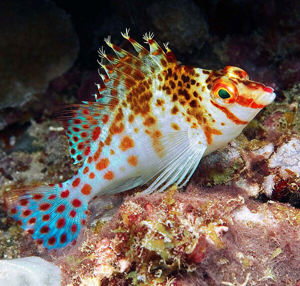 شاهین فالکو