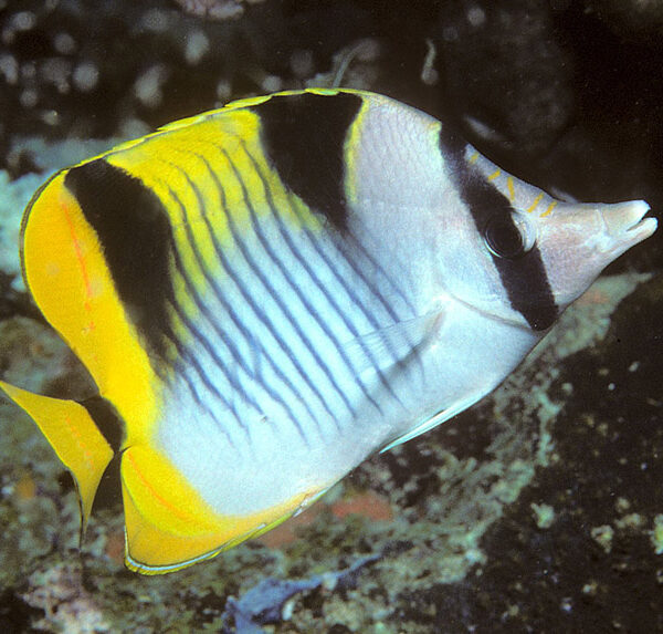 پروانه فالکولا