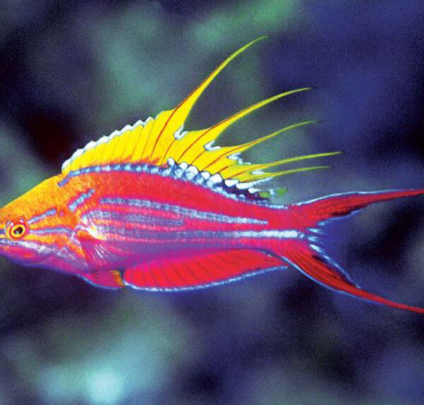 راس فلشر میله ای