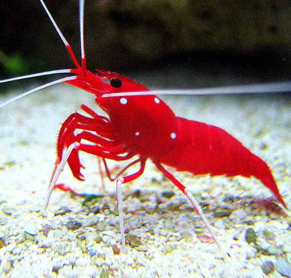 میگو آتشین (فایر اسکارلت)