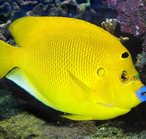 فرشته ماهی لب ماتیکی (بالغ)